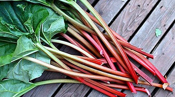 Rhubarb, rules for growing and harvesting