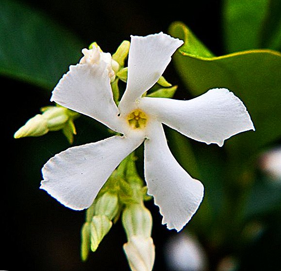 Genre Jasmine, description des variétés populaires de la famille Olive