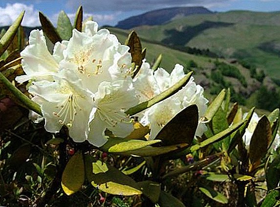 Rododendro Adams: aplicación, cuidado en el hogar, propiedades útiles.