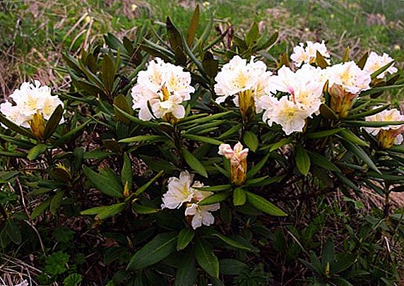 Rhododendron caucasiano: propriedades úteis e contra-indicações, uso na medicina tradicional