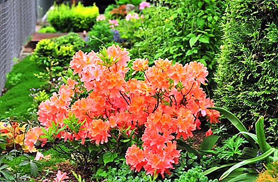 Rhododendron japonais: description, culture, variétés populaires