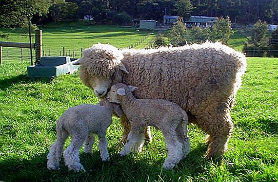 Originalmente de Kent: Romney March sheep