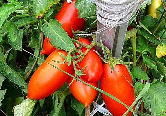 Originaria de Siberia: descripción y foto de los tomates Koenigsberg.