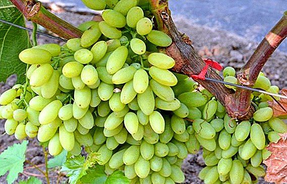 No ASV: Centra vīnogu audzēšanas iezīmes