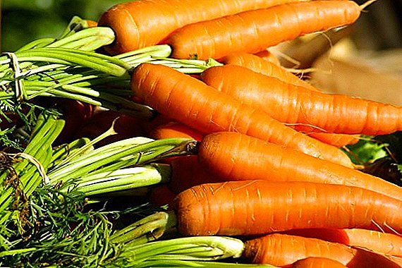 Agricultores russos aumentam preços de cenoura