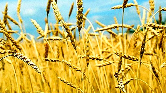 Saintis pertanian Rusia membuat kejayaan dengan mewujudkan jenis gandum baru