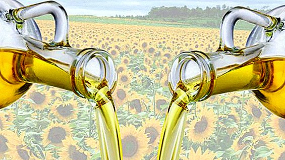 Eksport minyak bunga matahari Rusia mencatatkan rekod lain