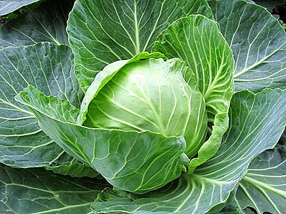 Russian producers managed to raise prices for cabbage