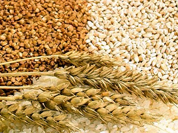 Russland verfügt über ausreichende Mengen an hochwertigen Getreidekörnern
