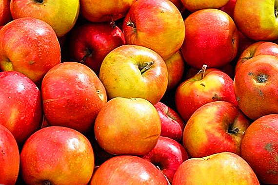 تقوم روسيا بزيادة واردات التفاح ، رغم حصادها القياسي
