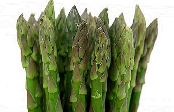 Russia expands asparagus plantations in North Ossetia