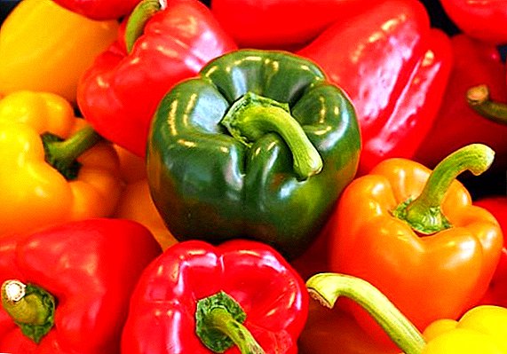 Russia will be able to provide the population with fresh domestic eggplants and peppers all year round