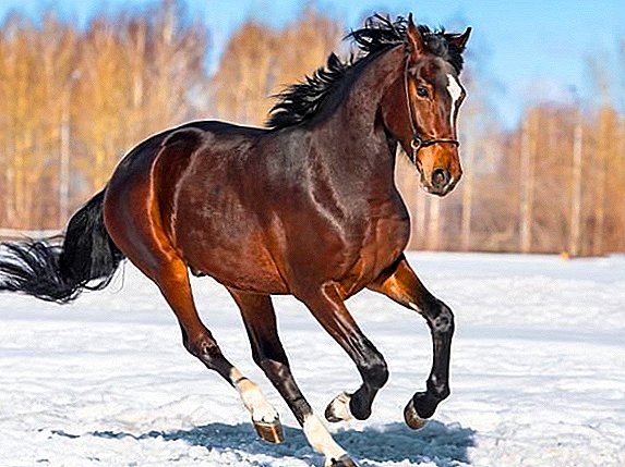 Russia became the champion in the number of horses per capita