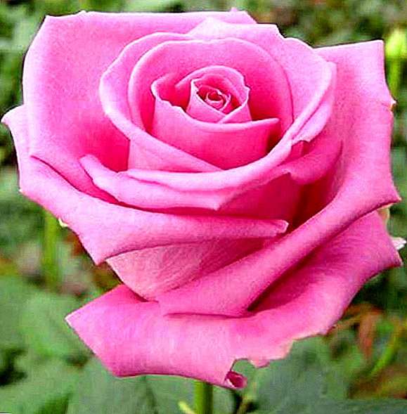 Rosa Aqua: groeien en verzorgen in uw tuin