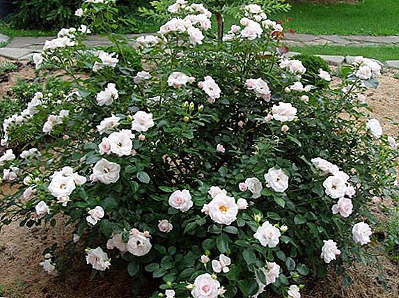 Rose "Aspirin Rose": egenskaper, tips om växande