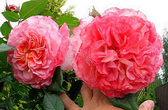 Rose "Augustus Louise" (Augusta Luise): varietal description and rules of cultivation
