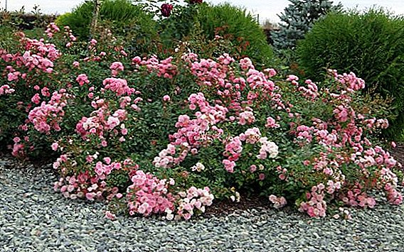 Rose "Fairy": characteristics, tips on growing