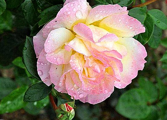 Rose Gloria Day: Beschreibung und Merkmale der Sorte