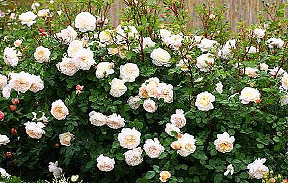 Rosa "Crocus Rose": la historia de la variedad, el cultivo y el cuidado