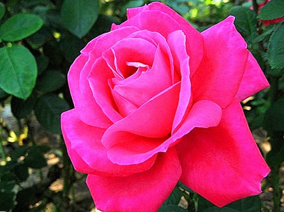 Rosa: descripción e historia de la reina de las flores.