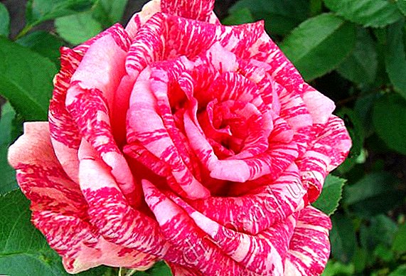 Rose "Pink Intuishn": foto dan deskripsi
