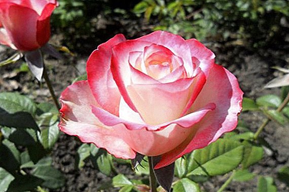 Rose "Svitness": egenskaber, tips om dyrkning
