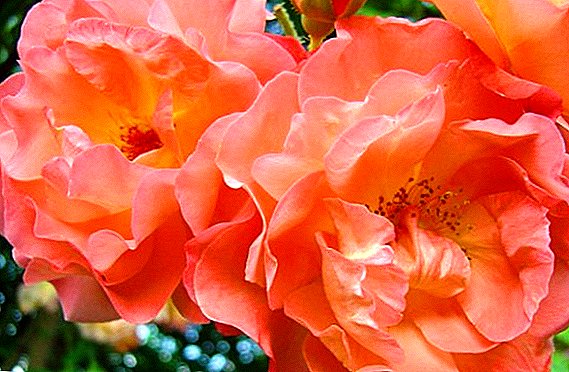 Rose "Westerland": description des caractéristiques de soin, de reproduction