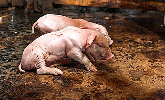 Erisipela porcina: descripción, síntomas y tratamiento de la enfermedad.