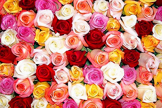 Roses Cordes: cele mai bune soiuri cu fotografii și descrieri