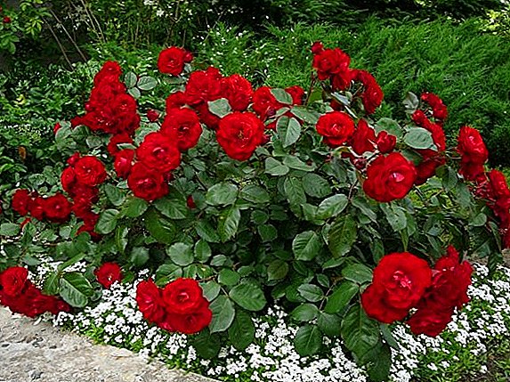 ורדים "ניקולו פגניני": נחיתה וטיפול