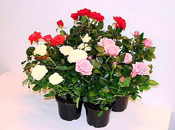 Roses in a pot: home care rules