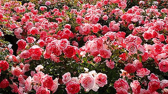 Троянди в саду: правила посадки, обрізки і вирощування квітки