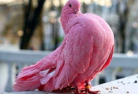 Pink Dove: Wie es aussieht, wo es lebt, was es isst