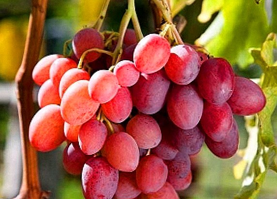 Uvas cor-de-rosa: descrições de variedades populares, dicas de cuidados e plantio