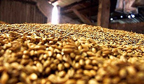 Rusagrotrans lowers forecast for grain exports from Russia in February-March