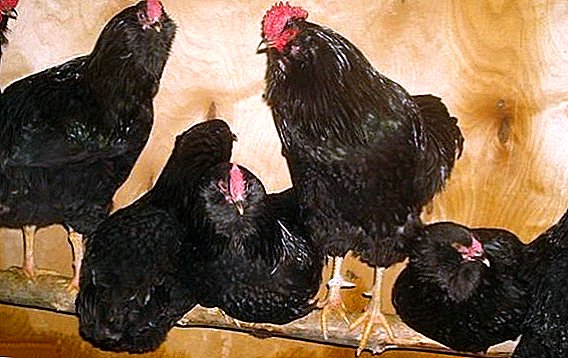 Russian black bearded (galan): meat and egg breed of hens