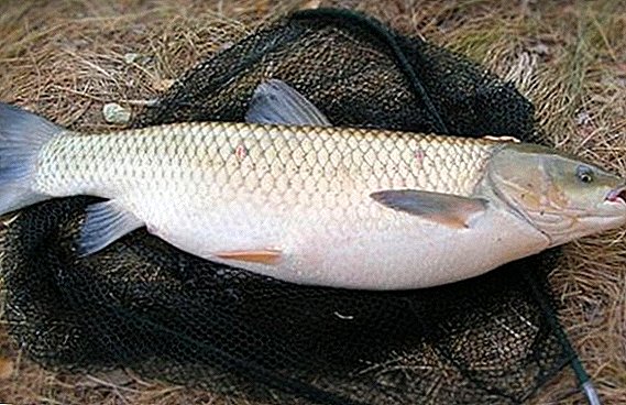 Russian fishing - grass carp