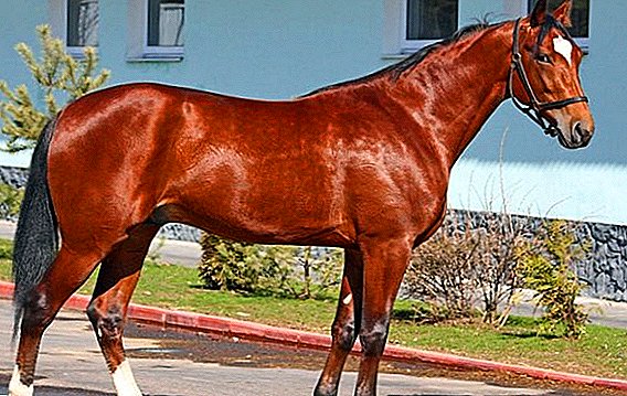 Ryska travhäst av hästar: egenskaper, fördelar och nackdelar