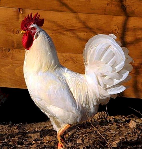 Russische weiße Hühner