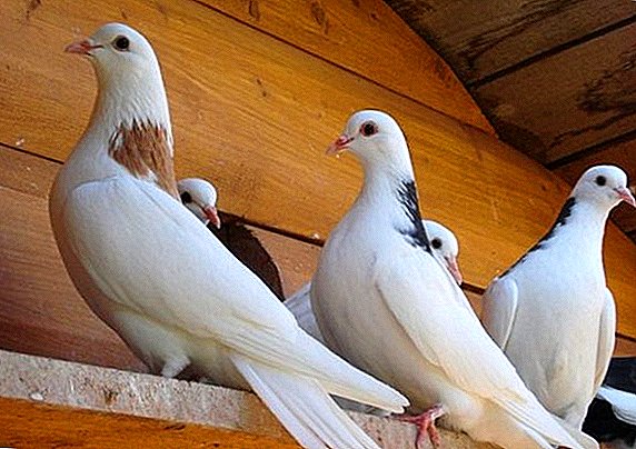 Ruske pasmine golubova: opis, fotografija