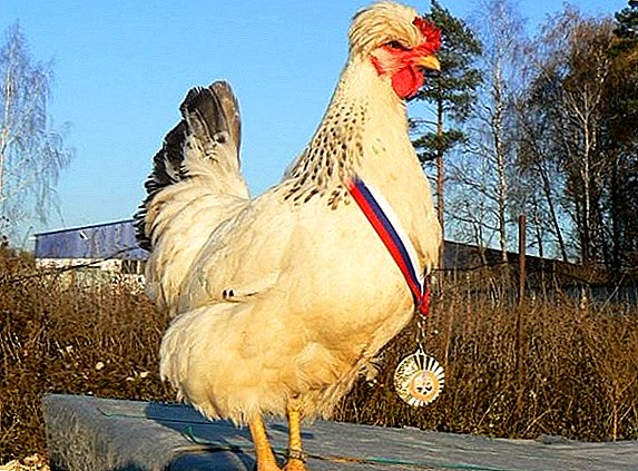 Orosz fajtájú csirkék: a legjobb