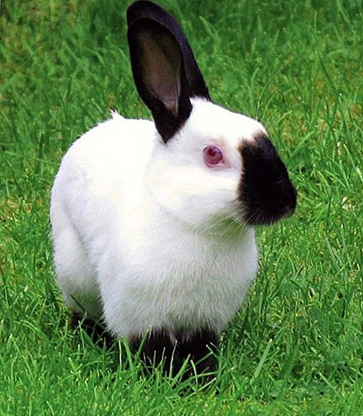 ロシアのアーミンウサギ：品種の特徴と内容の特徴