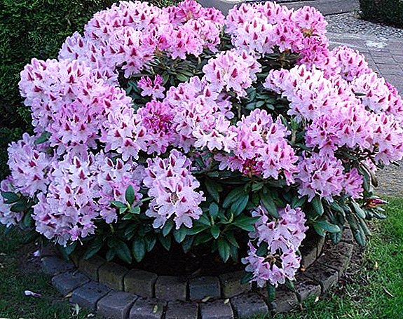 Garden rhododendron: growing in the Moscow region and Leningrad region