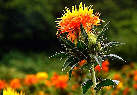 Safflower: composition, use, beneficial properties and contraindications