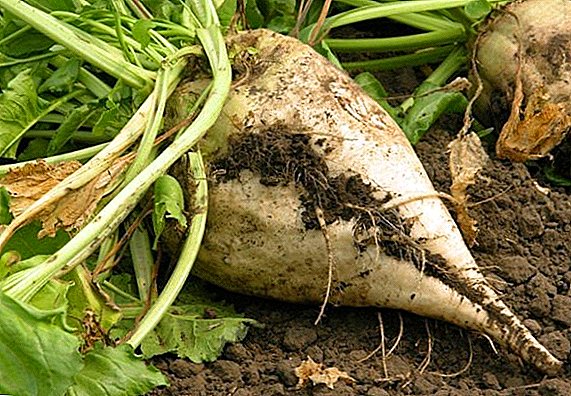 Sugar beet: everything you need to know about its cultivation