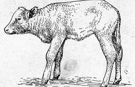 サルモネラ症（副甲状腺）の子牛
