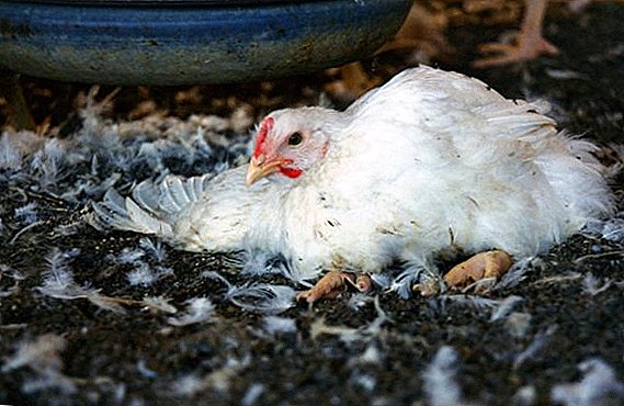 Salmonellosis in chickens: symptoms and treatment
