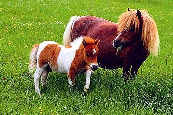Kuda terkecil di dunia: kebiasaan dengan falabella