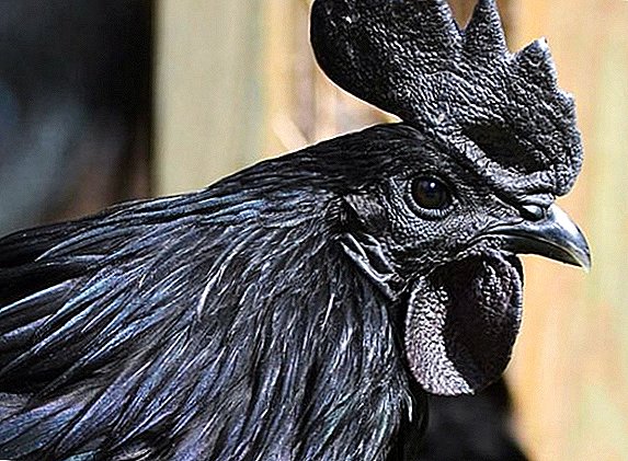 הגזע הנדיר ביותר של תרנגולות - איאם צמני
