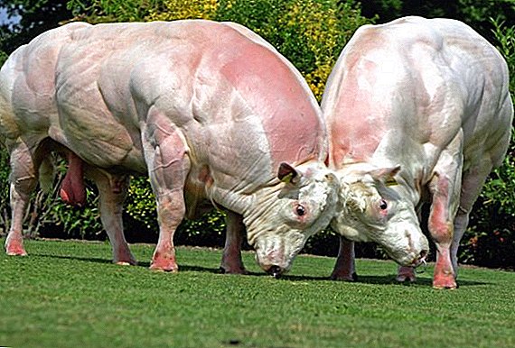 The biggest bulls in the world